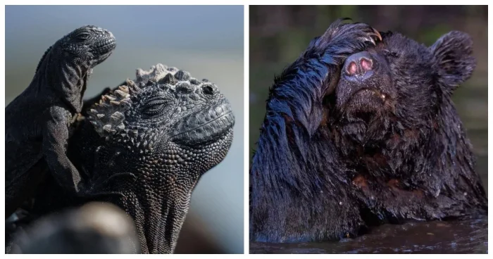 Забавные и смешные фото из дикой природы