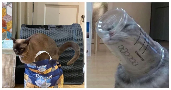 Кошачьии дурачки, у которых всего один нейрон