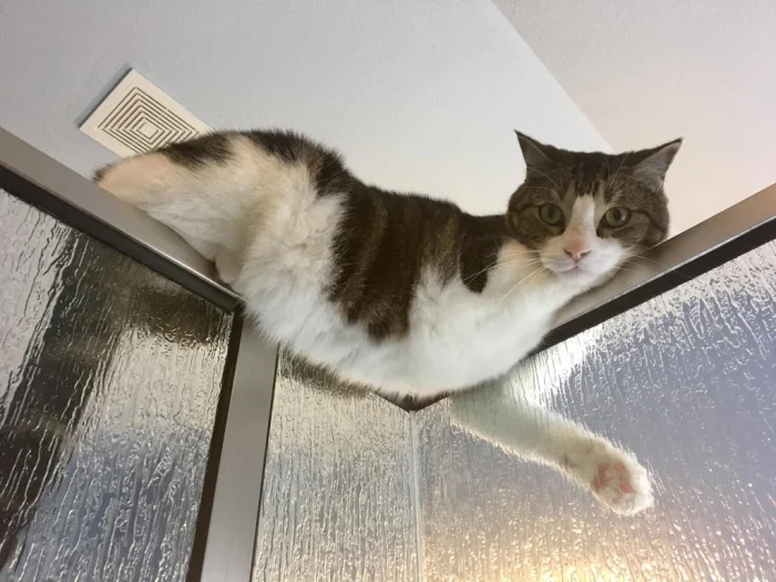 Коты, найденные в максимально неожиданных местах