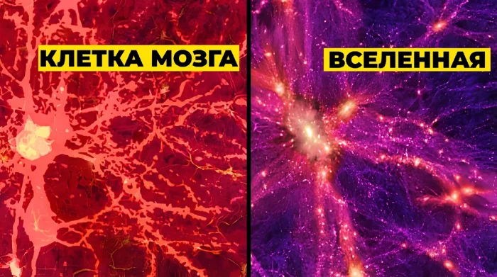 Люди во Вселенной: паразиты, клетки или часть иммунной системы?