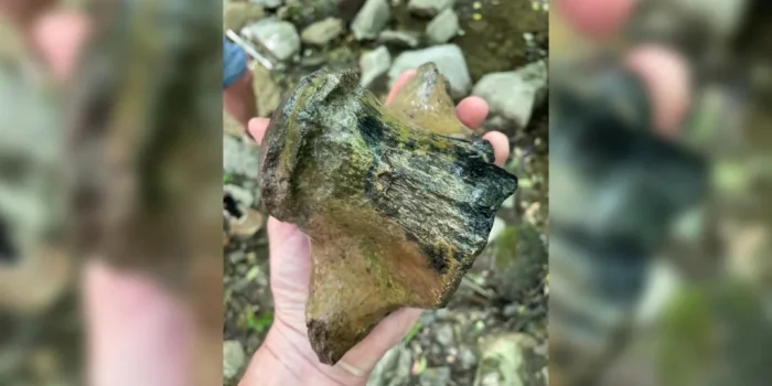 Гигантскую окаменелость “морского дракона” удалось идентифицировать