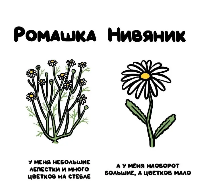 Слова, которые часто путают: в чём разница #77