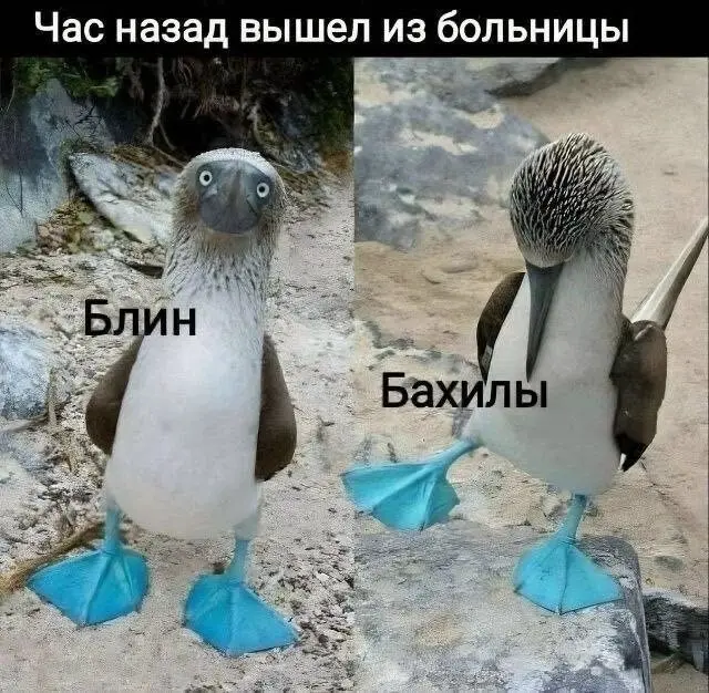 Смешные картинки для тех, кому срочно нужна перезагрузка мозга