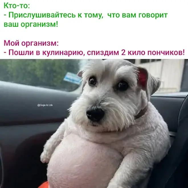 Подборка мемов, которые понимают тебя лучше людей
