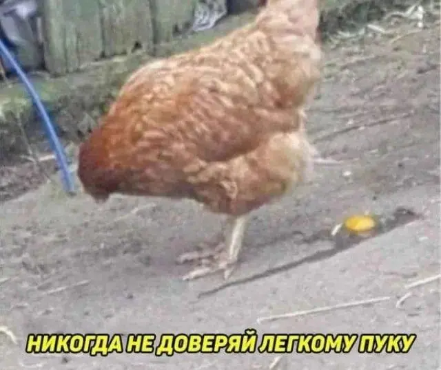 Подборка забавных картинок