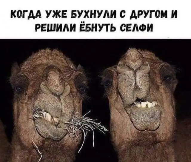 Забавные картинки и мемы на любой вкус