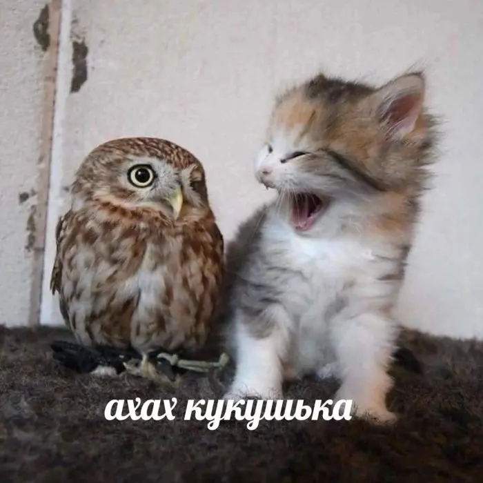 Галерея абсурдного юмора
