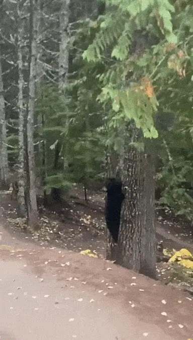 Коллекция ярких и смешных гифок