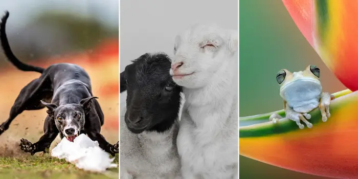 Лучшие друзья человека в кадре: 22 финалиста конкурса Pet Photography Awards 2026