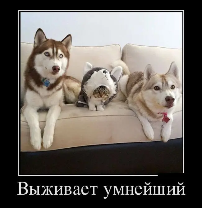 Лучшие смешные картинки для поднятия настроения