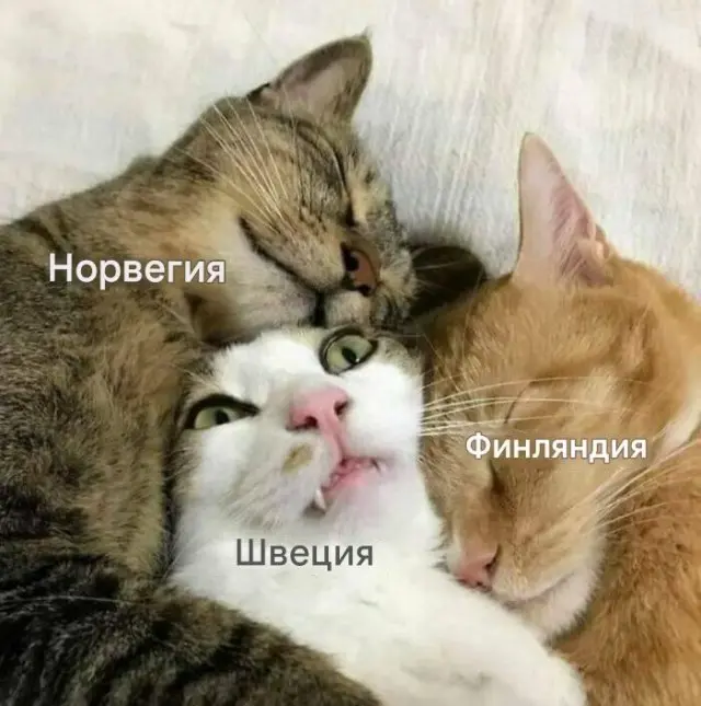 Смех без повода: мемы и картинки