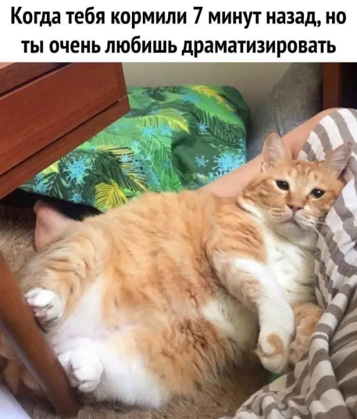 Немного смешных картинок для настроения