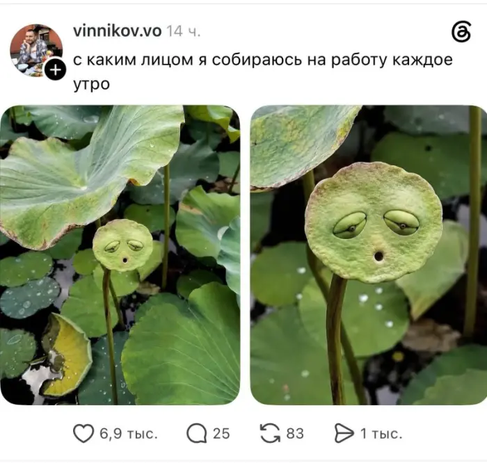 Мемы на все случаи жизни