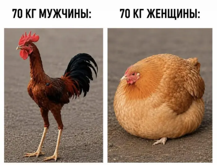 Просто подборка смешных картинок