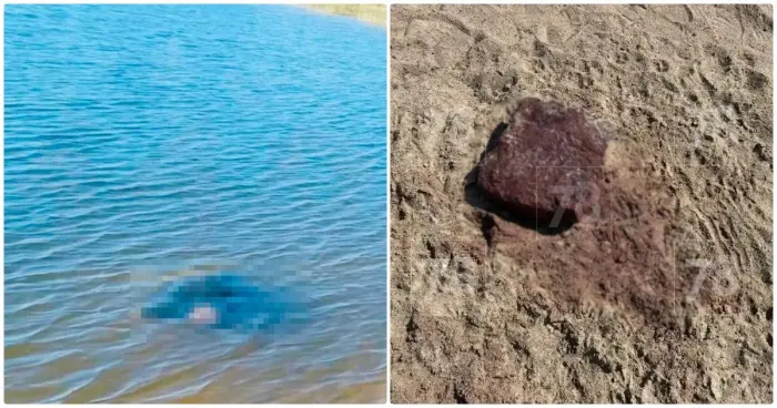 Тело бас-гитариста группы «Кукрыниксы» обнаружили в водоёме Петербурга