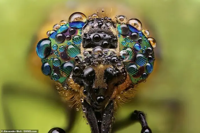 Александр Метт показал мир насекомых через объектив макрообъектива