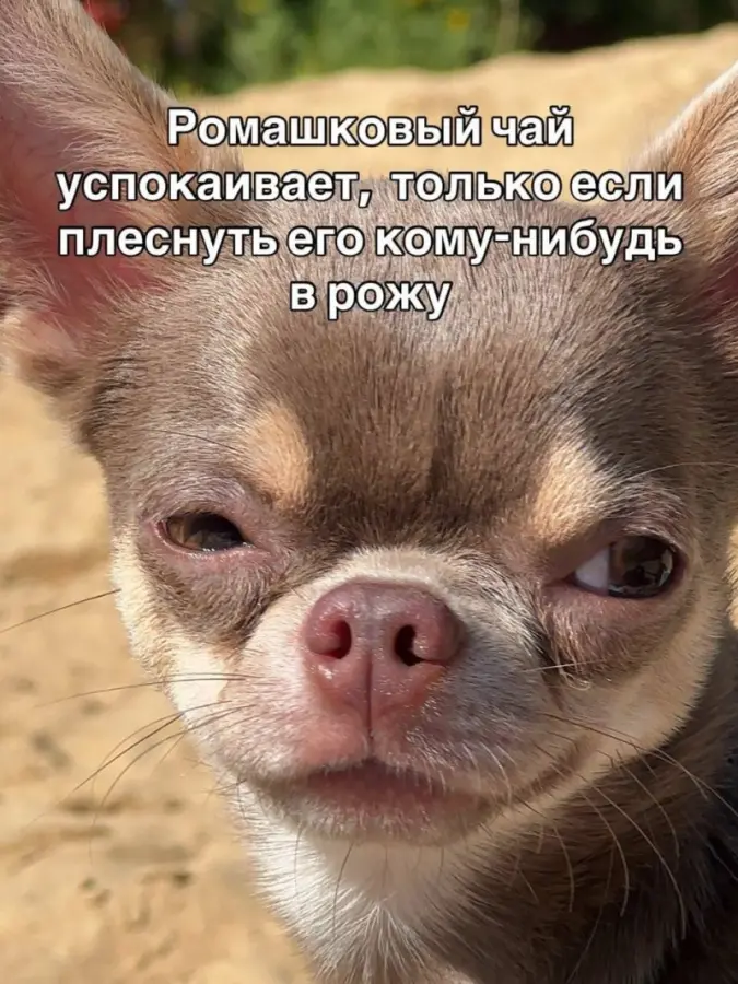 Немного юмора, много смешных картинок