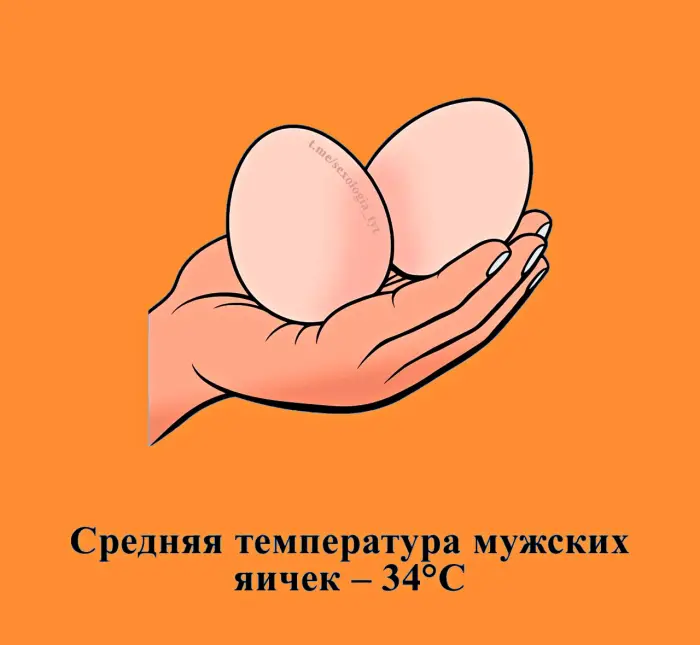 Сексуальная правда: 15 фактов, которым не научат в школе #468