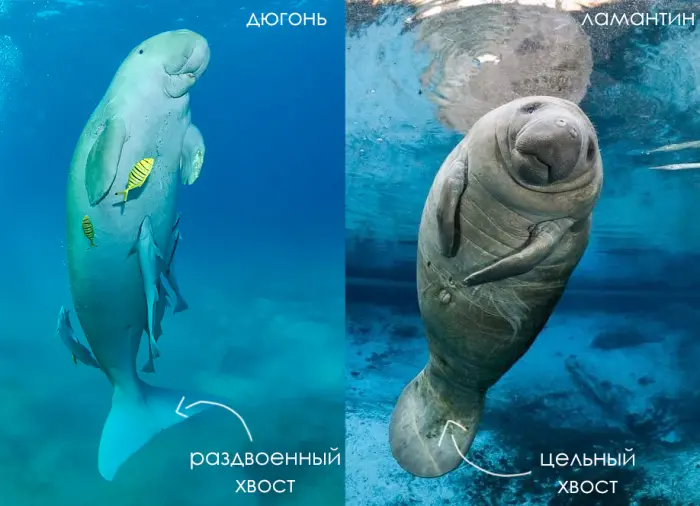 Почему дюгонь - это морской слон с бивнями и вибриссами