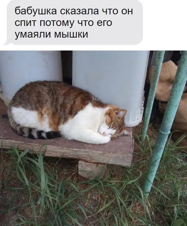 Смешные шутки и мемы, которые покорили Сеть