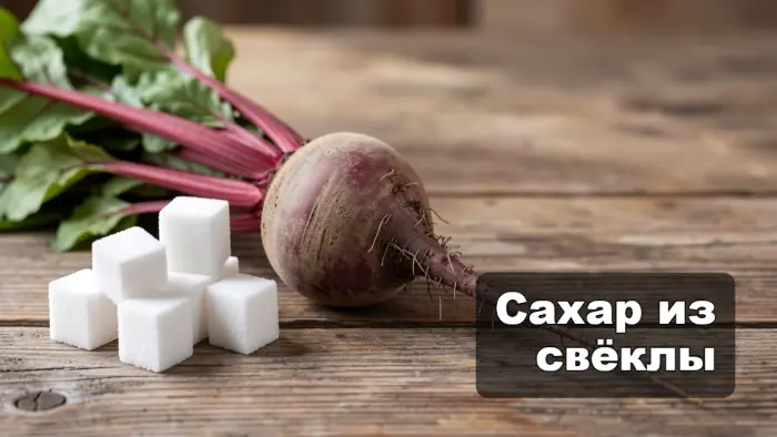 Как из свёклы получают обычный белый сахар