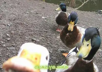 >>Click to zoom image<<