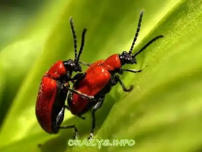 >>Click to zoom image<<