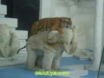 >>Click to zoom image<<