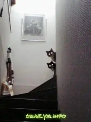 >>Click to zoom image<<