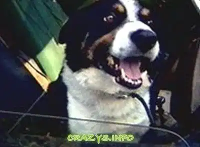 >>Click to zoom image<<