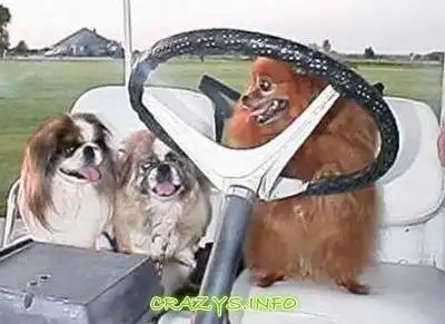 >>Click to zoom image<<