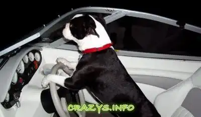 >>Click to zoom image<<