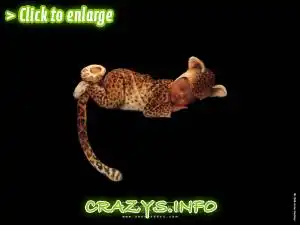 &gt;&gt;Click to zoom to high quality image&lt;&lt;