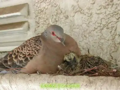 Картинко [41 Pix]