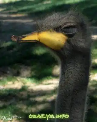 >>Click to zoom image<<