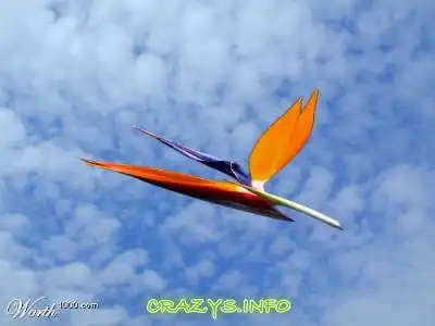 >>Click to zoom image<<