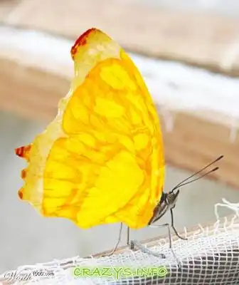 >>Click to zoom image<<