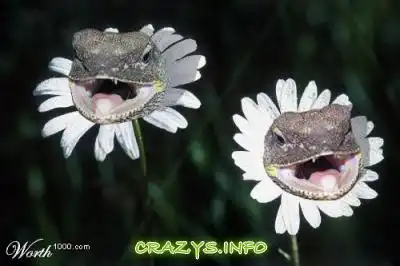 >>Click to zoom image<<