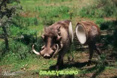 >>Click to zoom image<<