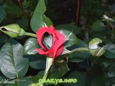 >>Click to zoom image<<