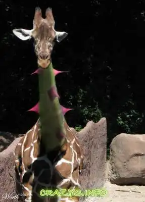 >>Click to zoom image<<