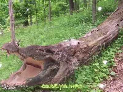 >>Click to zoom image<<