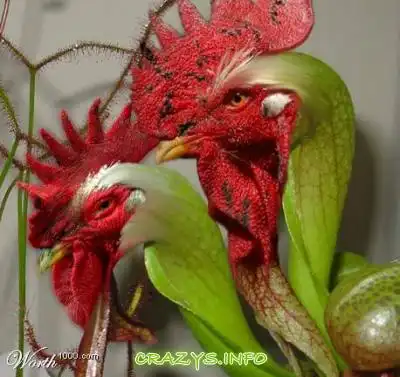 >>Click to zoom image<<