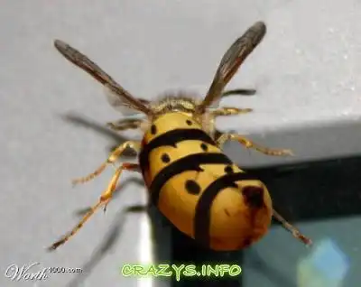 >>Click to zoom image<<