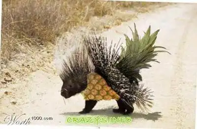 >>Click to zoom image<<