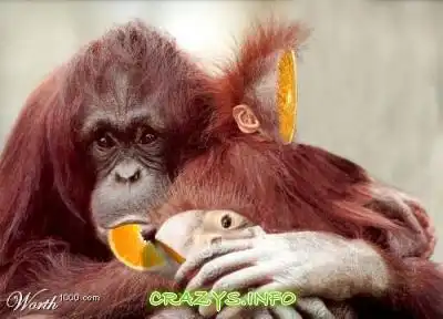 >>Click to zoom image<<