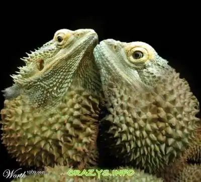 >>Click to zoom image<<