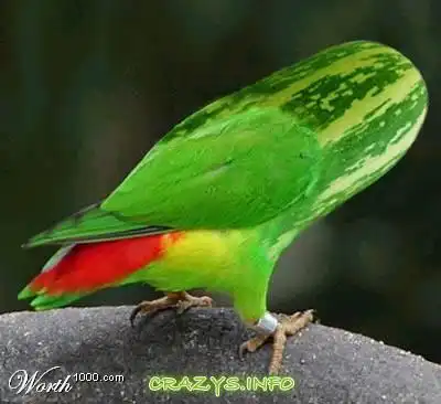 >>Click to zoom image<<