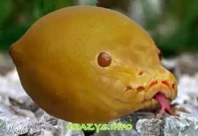 >>Click to zoom image<<