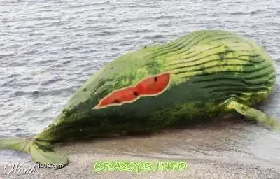 >>Click to zoom image<<